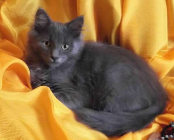 В дар голубой котенок, 3,5 мес. В дар голубой котенок, 3,5 мес.
