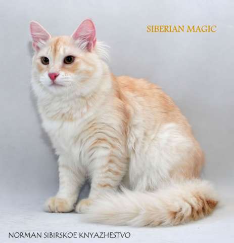 Породистые котята сибирской кошки Породистые котята сибирской кошки