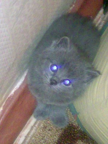 отдам котенка отдам котенка