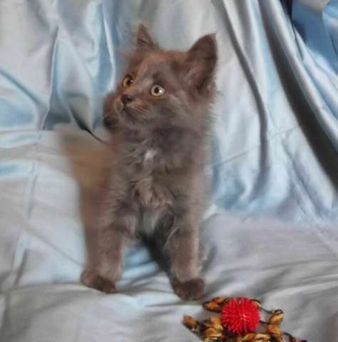 В дар котята, 3 мес. В дар котята, 3 мес.