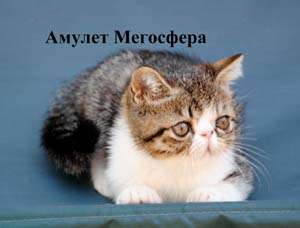 Би-колорные экзоты - котик и кошечка Би-колорные экзоты - котик и кошечка