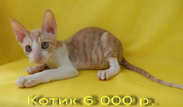 Корниш рекс - кудрявые котята. Корниш рекс - кудрявые котята.