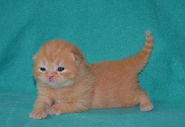 Запись на шотландских котят модных окрасов!! Запись на шотландских котят модных окрасов!!