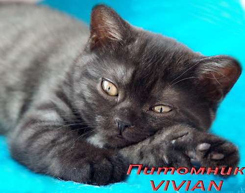 Британские дымные котята из питомнка VIVIAN. Британские дымные котята из питомнка VIVIAN.