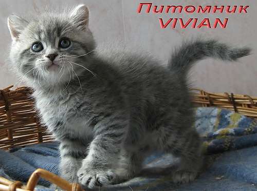 Британские котята из питомника VIVIAN. Британские котята из питомника VIVIAN.