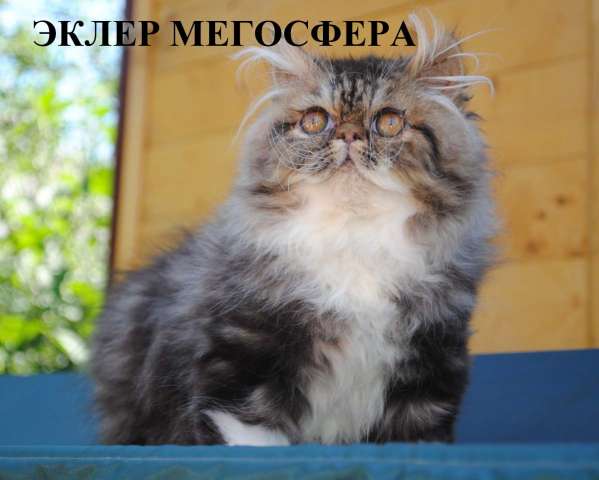 Роскошный персидски котик Роскошный персидски котик