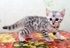 Бенгальские котята редкое серебро