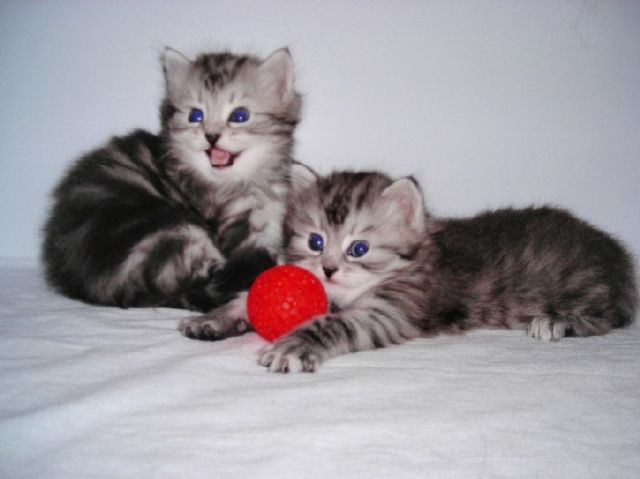 сибирские котята сибирские котята