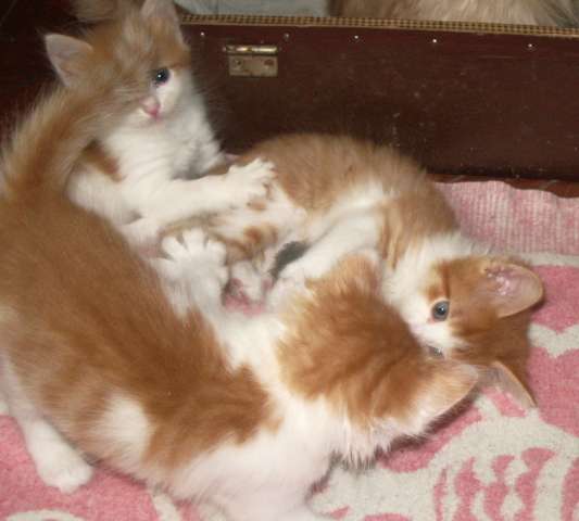 Отдам в хорошие руки котят Отдам в хорошие руки котят