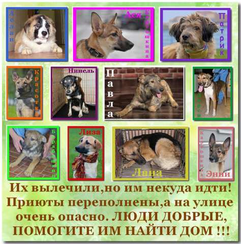 Ветклиника им.Айвэна Филлмора представляет...зимнюю коллекцию собак! Ветклиника им.Айвэна Филлмора представляет...зимнюю коллекцию собак!