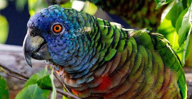 Синелицый амазон (Amazona versicolor) ручные птенцы из питомника Синелицый амазон (Amazona versicolor) ручные птенцы из питомника