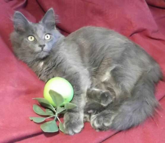 В дар голубой котенок, 3,5 мес... В дар голубой котенок, 3,5 мес...
