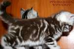 Британские котята мраморных окрасов из питомника VIVIAN.