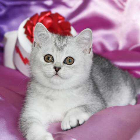 Шотландский мальчик Шотландский мальчик