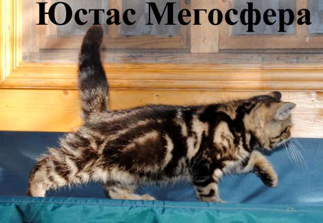 Мраморные плюшевые экзотики - кошечки и котики Мраморные плюшевые экзотики - кошечки и котики