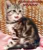 Британские котята шоколадный мрамор на серебре из питомника VIVIAN. 