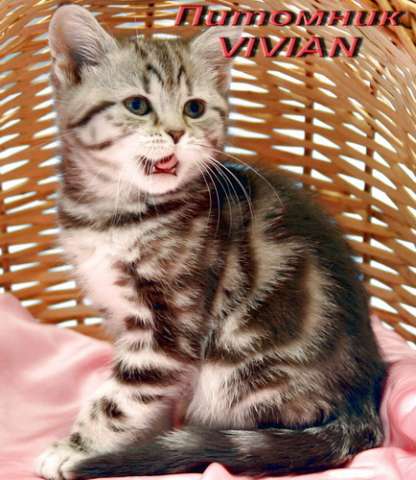 Британские котята мраморных окрасов из питомника VIVIAN. Британские котята мраморных окрасов из питомника VIVIAN.
