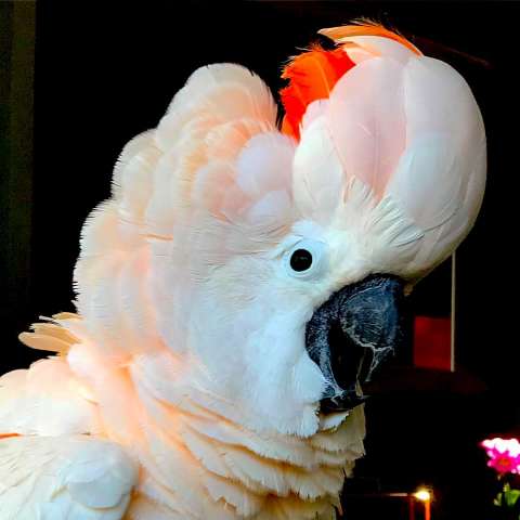 Молуккский какаду (Cacatua moluccensis) - ручные птенцы из питомника. Молуккский какаду (Cacatua moluccensis) - ручные птенцы из питомника.