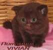 Британские шоколадные котята из питомнка VIVIAN. 