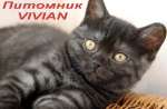  Британские котята из питомника VIVIAN.