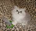 Британские котята окраса Вискас длинношерстные и короткошерстные