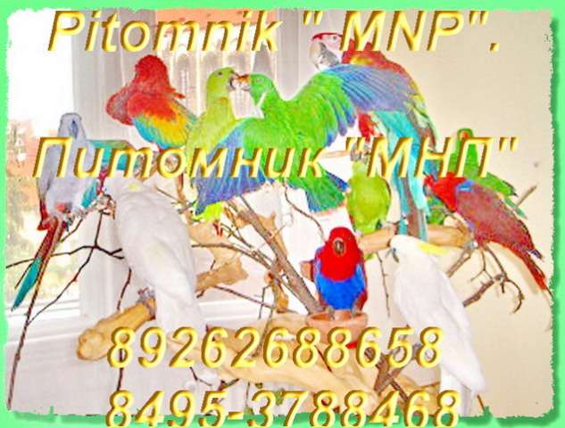 Амазоны, Жако, Ары, Какаду, Эклектусы и много др. попугаев в продаже. Корм, Клетки, минералы. Амазоны, Жако, Ары, Какаду, Эклектусы и много др. попугаев в продаже. Корм, Клетки, минералы.