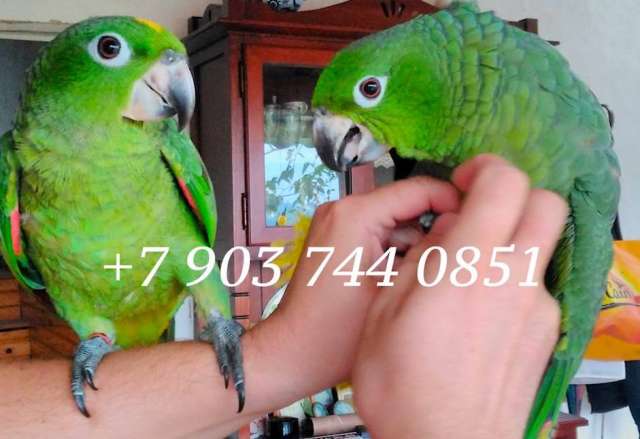 Амазон Мюллера (Amazona farinosa) ручные птенцы из питомника Амазон Мюллера (Amazona farinosa) ручные птенцы из питомника