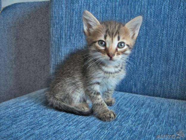Отдадим котенка Отдадим котенка