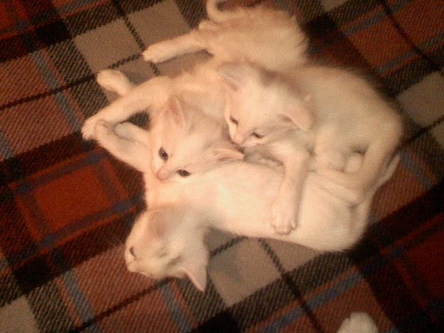ОТДАМ белых котят ОТДАМ белых котят