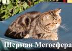 Котики - экзотики мраморного окраса