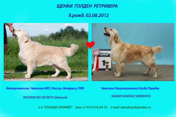 Щенки Голден Ретривера Щенки Голден Ретривера