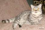 Вискарик- шотландский котик