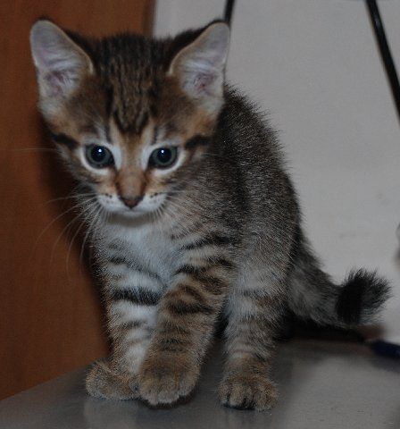 Котята в дар Котята в дар