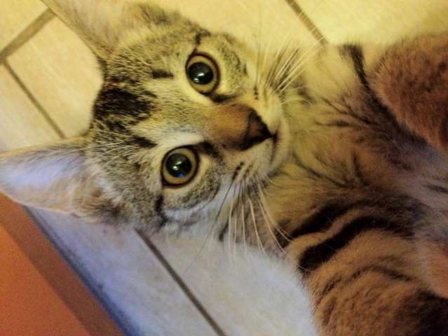 Отдадим котят в добрые руки Отдадим котят в добрые руки