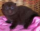Шотландские вислоухие котята из питомника VIVIAN.