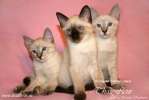 Тайские котята (светлые и темные окрасы)