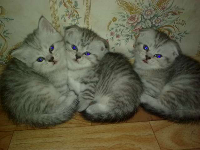 Шикарные шотландские котята (окрас "вискас") от привозных родителей! Шикарные шотландские котята (окрас "вискас") от привозных родителей!