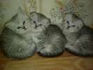 Шикарные шотландские котята (окрас "вискас") от привозных родителей!