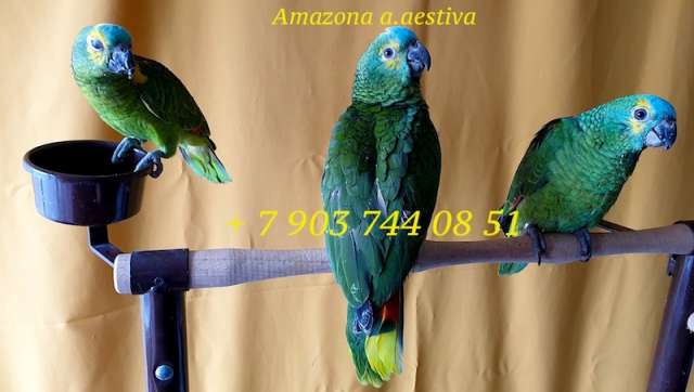 Синелобый амазон (Amazona aestiva aestiva) - ручные птенцы из питомника Синелобый амазон (Amazona aestiva aestiva) - ручные птенцы из питомника