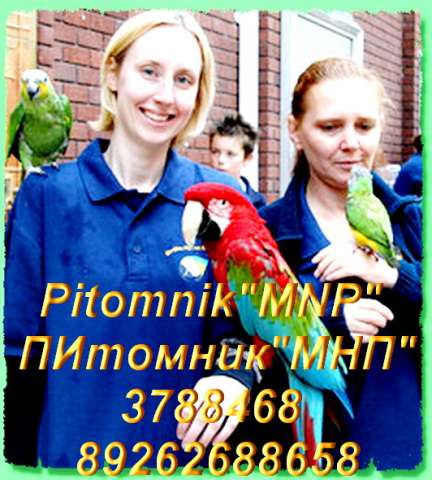 Попугаи из питомника "MNP"- говорящие, ручные - птенцы и взрослые птицы.