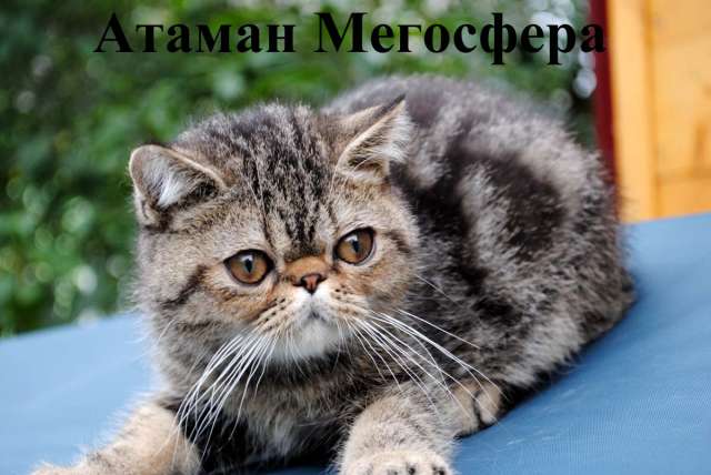 Атаман - веселый и озорной мальчуган! Атаман - веселый и озорной мальчуган!