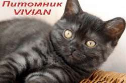 Британские котята из питомника VIVIAN. Британские котята из питомника VIVIAN.