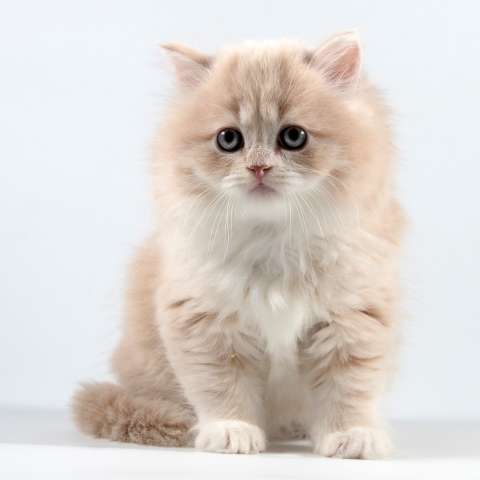 Шотландские вислоухие котята Шотландские вислоухие котята