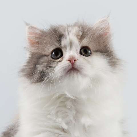 Шотландские вислоухие котята Шотландские вислоухие котята