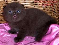 Шотландские вислоухие котята из питомника VIVIAN. Шотландские вислоухие котята из питомника VIVIAN.