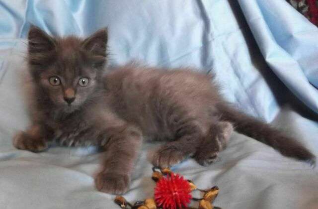 В дар голубые котята, 3,5 мес. В дар голубые котята, 3,5 мес.