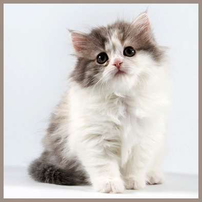 Шотландские котята Шотландские котята