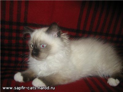 Питомник элитных кошек предлагает КОТЯТ различных пород! Питомник элитных кошек предлагает КОТЯТ различных пород!