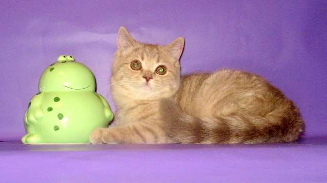 Подрощенные шотландские котики и кошечки Подрощенные шотландские котики и кошечки