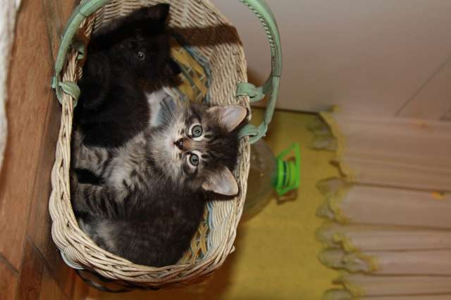 Отдам в хорошие руки котят Отдам в хорошие руки котят